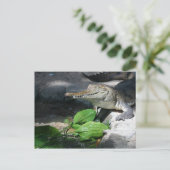 淡水ワニ ポストカード (スタンド正面)