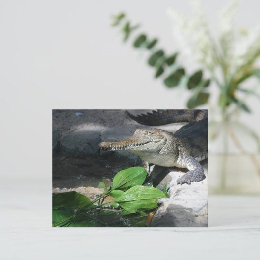 淡水ワニ ポストカード (スタンド正面)