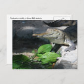 淡水ワニ ポストカード (正面/裏面)