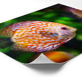 淡水海綿魚 ポスター (角)