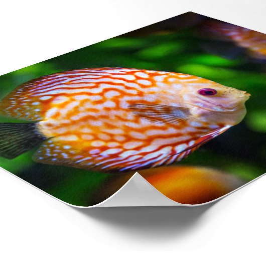 淡水海綿魚 ポスター (角)