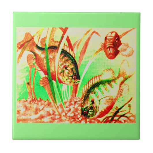 淡水海魚 タイル (正面)