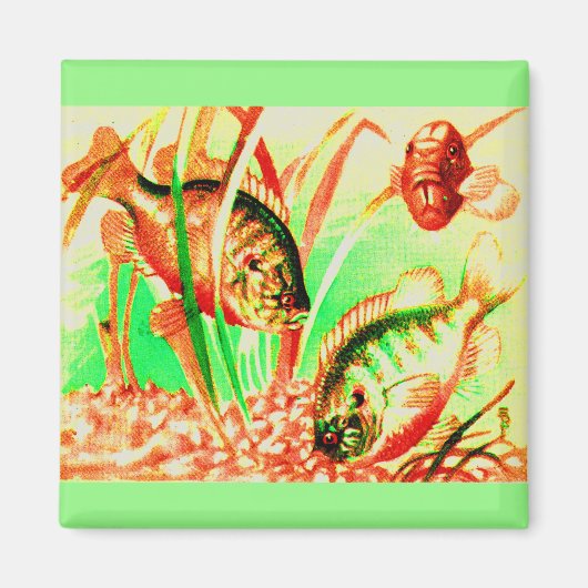 淡水海魚 マグネット (正面)