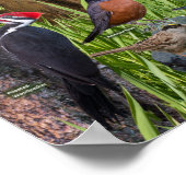 淡水湿地の鳥 ポスター (角)