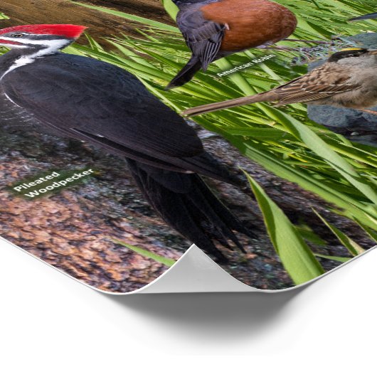 淡水湿地の鳥 ポスター (角)