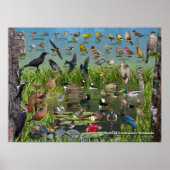 淡水湿地の鳥 ポスター (正面)