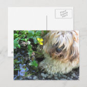 淡水犬はがき ポストカード (正面/裏面)