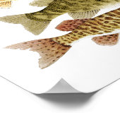 淡水賞品 ポスター (角)