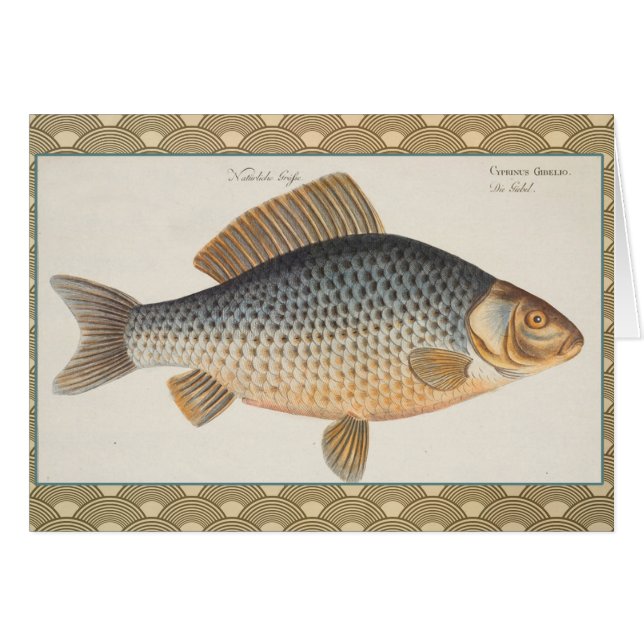 淡水魚の鯉の絵 (正面横)
