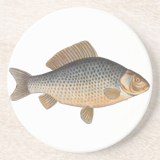 淡水魚の鯉の絵 コースター (正面)