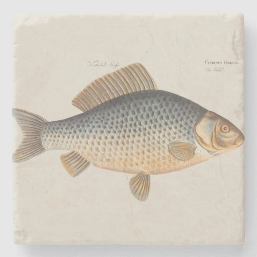 淡水魚の鯉の絵 ストーンコースター (正面)