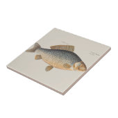 淡水魚の鯉の絵 タイル (側面)