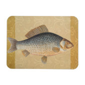 淡水魚の鯉の絵 マグネット (横)