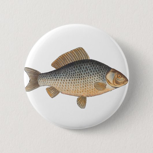 淡水魚の鯉の絵 缶バッジ (正面)