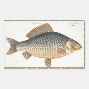 淡水魚の鯉の絵 長方形シール