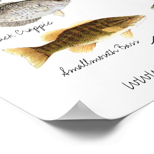 淡水魚ポスター ポスター (角)