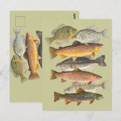 淡水魚ヴィンテージイラスト ポストカード (正面/裏面)