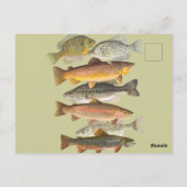 淡水魚ヴィンテージイラスト ポストカード (裏面)