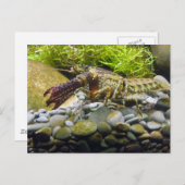 淡水魚 ポストカード (正面/裏面)