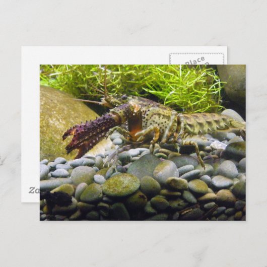 淡水魚 ポストカード (正面/裏面)