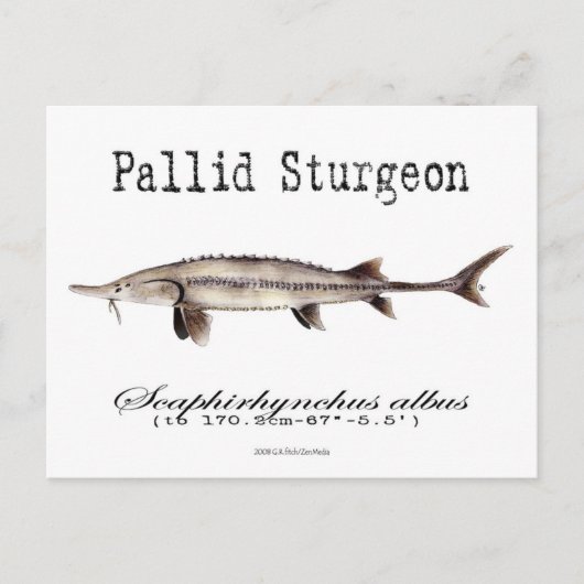 淡白 – 葉書 ポストカード (正面)