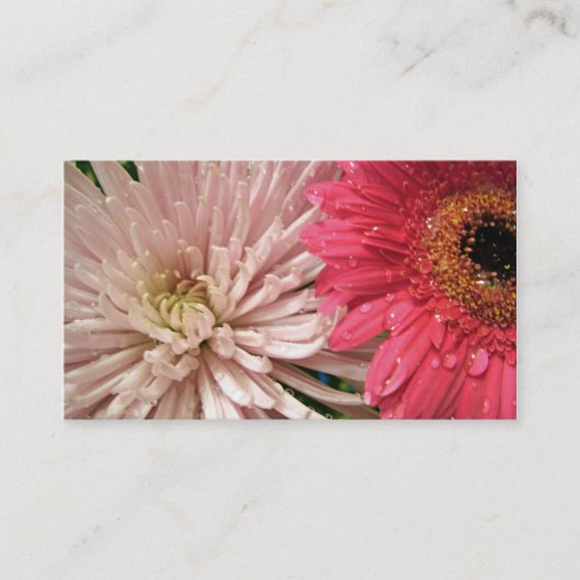淡紅菊 名刺 (正面)