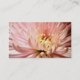 淡紅菊 名刺