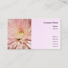 淡紅菊 名刺