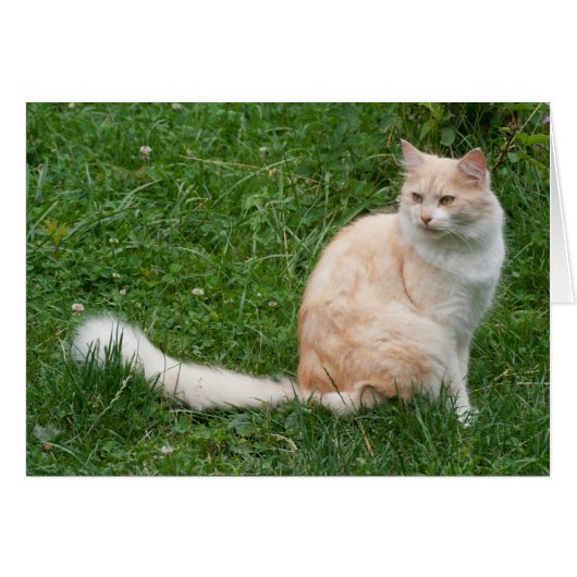 淡赤美しい (正面横)