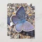 淡青蝶 ポストカード (正面/裏面)