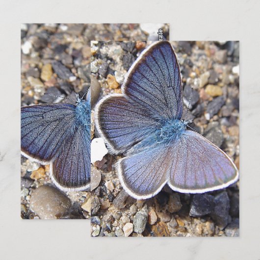 淡青蝶 ポストカード (正面/裏面)