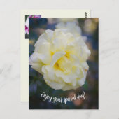 淡黄色のバラ ポストカード (正面/裏面)