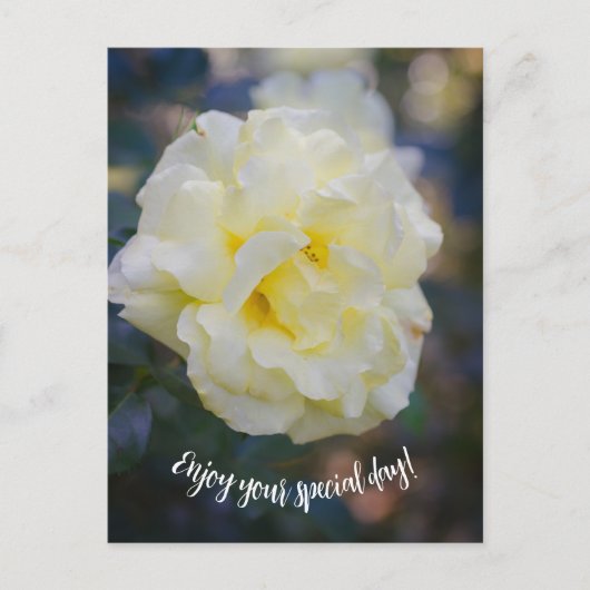 淡黄色のバラ ポストカード (正面)