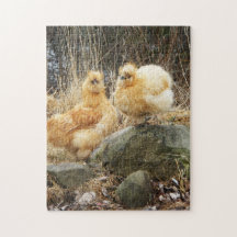 淡黄色のsilkieの鶏