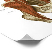 深いとコア安定筋肉の解剖学ポスター ポスター (角)