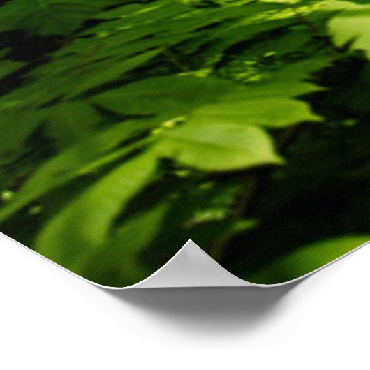 深いの森 ポスター (角)