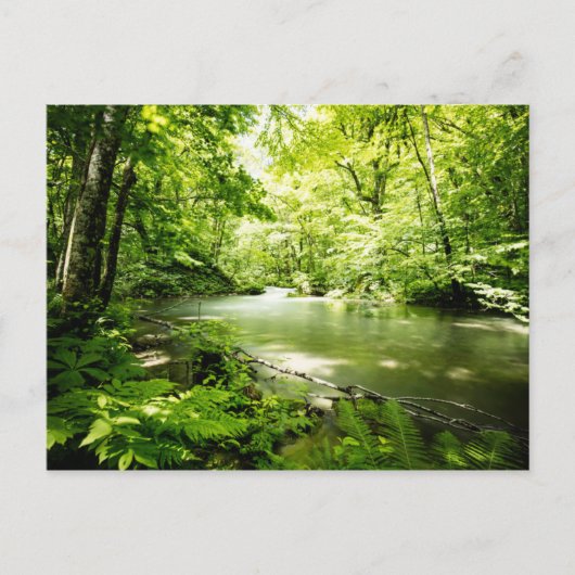 深いの森 ポストカード (正面)