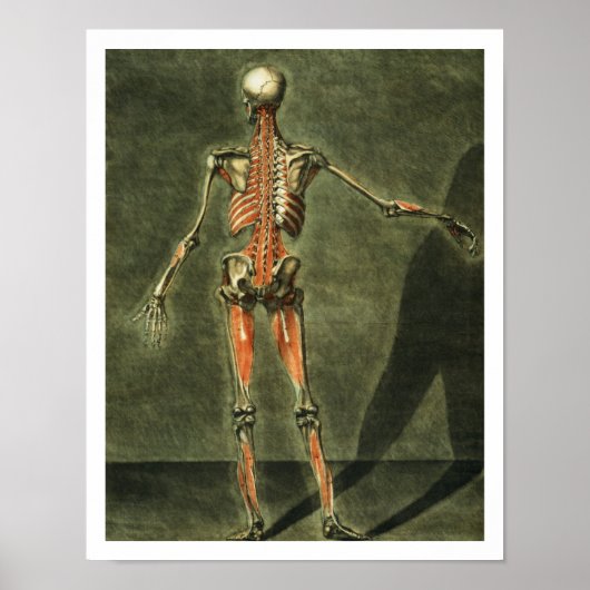 深いの背中の筋肉の体、プラット ポスター (正面)