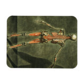 深いの背中の筋肉の体、プラット マグネット (横)