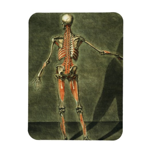 深いの背中の筋肉の体、プラット マグネット (縦)