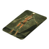 深いの背中の筋肉の体、プラット マグネット (左側)