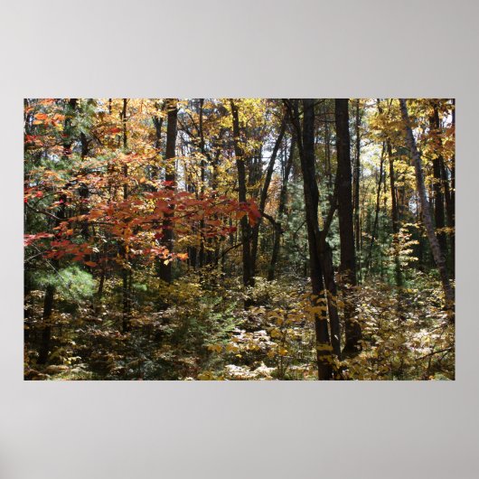 深いウッズ美しい ポスター (正面)