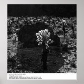 深いキャニオンデザートリサーチステーションバイアンセルアダムス ポスター (正面)