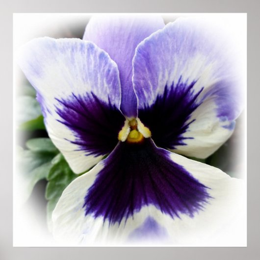 深いパープルオンホワイトパンジー ポスター (正面)