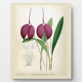 深いパープルオーキッドヴィンテージマスデヴァリアハリヤナ フォトプラーク