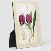 深いパープルオーキッドヴィンテージマスデヴァリアハリヤナ フォトプラーク (側面)