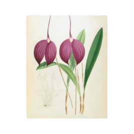 深いパープルオーキッドヴィンテージマスデヴァリアハリヤナ メタルプリント