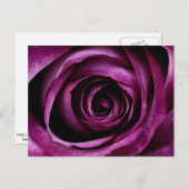 深いパープルバラはがき ポストカード (正面/裏面)