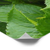 深いピンクアジサイ開花 ポスター (角)