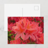 深いピンクシャクナゲ花はがき ポストカード (正面/裏面)